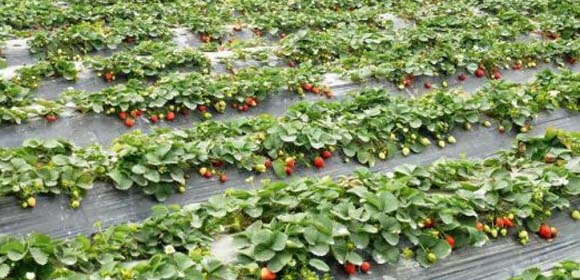 【国庆】【中秋】苏州拙政园虎丘纯玩一日游、品质纯玩！